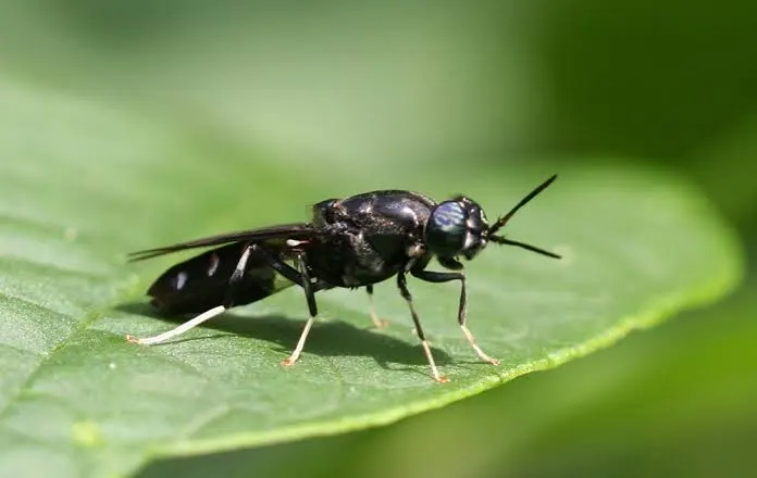 Black Soldier Fly macro photo