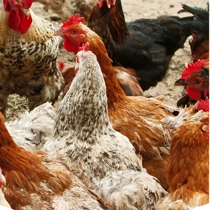 Rising Population & Protein Demand